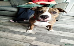 Mixed Breed dogs for sale: Staffordshire bull terrier  - Image 3
