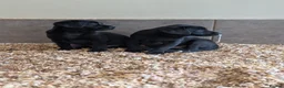 Labrador Retriever dogs for sale: KC'd Working/Trialing Pedigree  - Advert 13