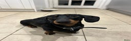 Miniature Dachshund dogs for sale: Black & tan miniature dachshund - Advert 1