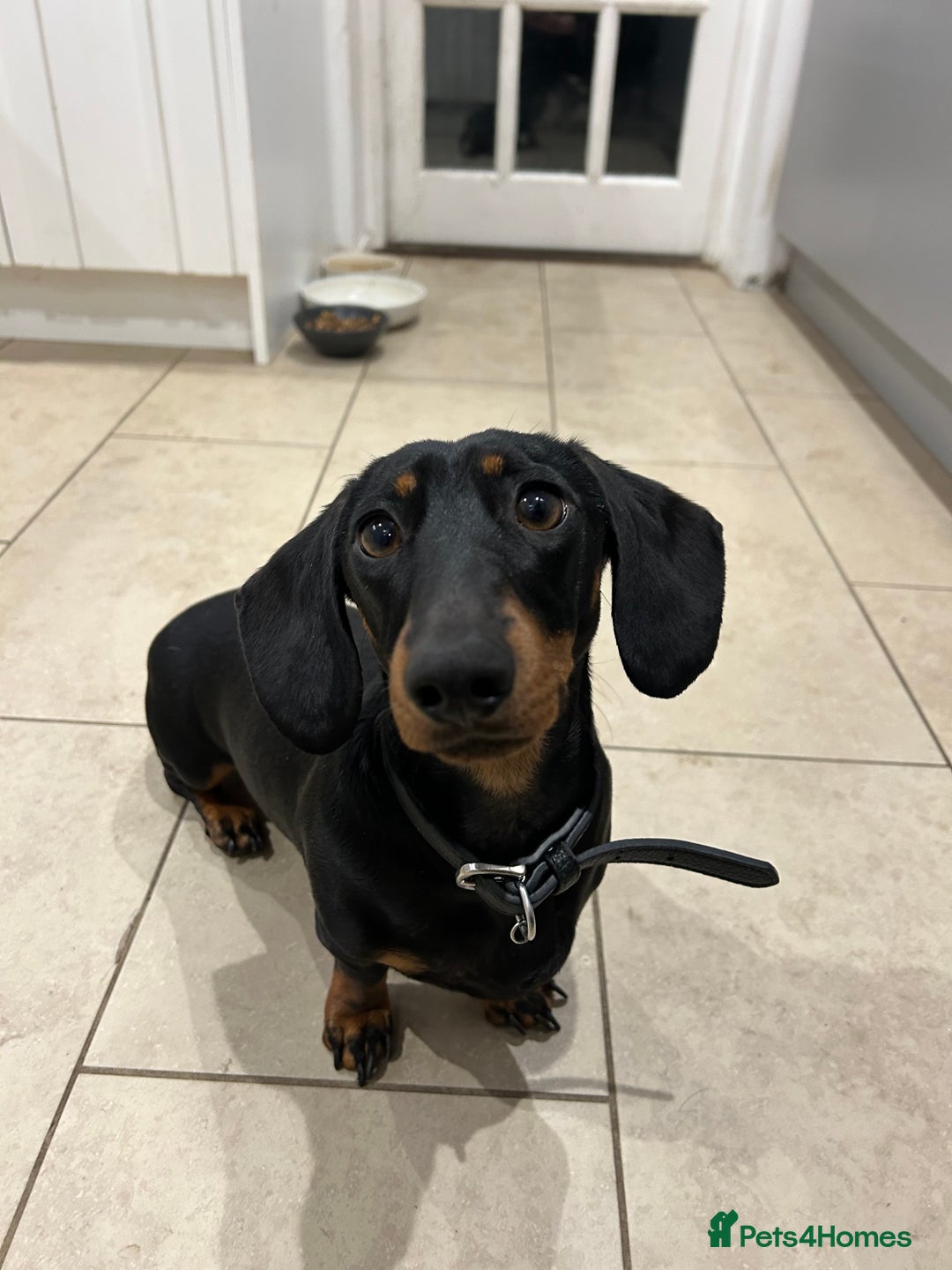 Miniature Dachshund dogs for sale: Black & tan miniature dachshund - Advert 1