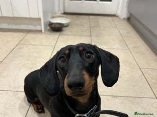 Miniature Dachshund dogs Black & tan miniature dachshund - Advert 1