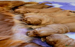 Golden Retriever dogs for sale: Stunning true working golden retriever puppies - Image 3