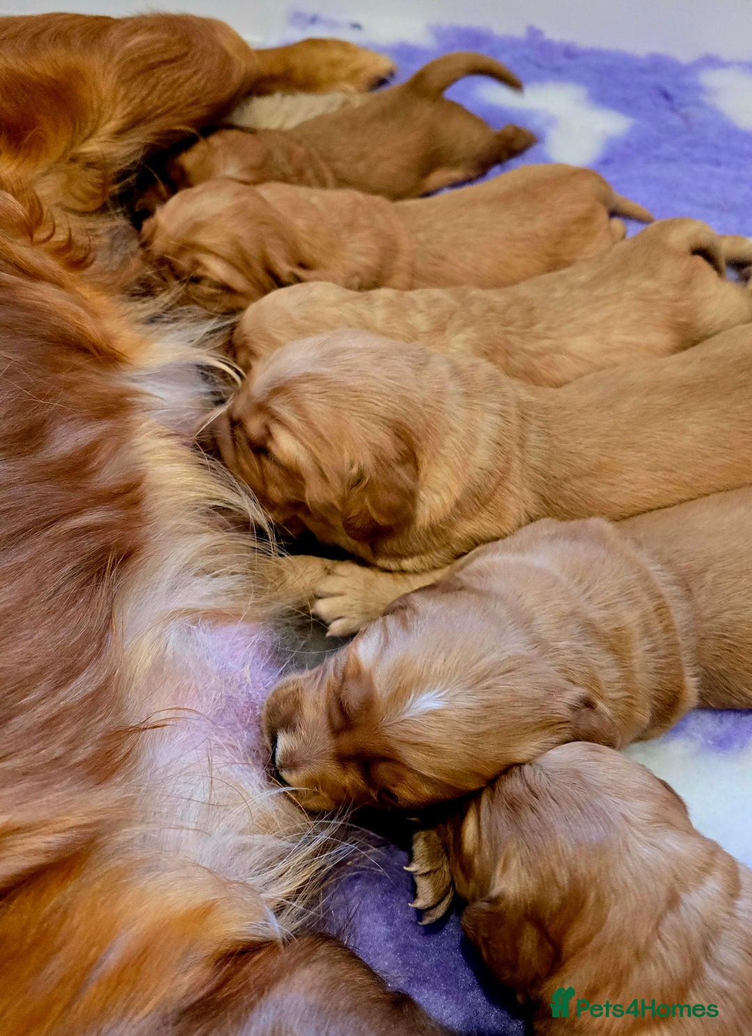Golden Retriever dogs for sale: Stunning true working golden retriever puppies - Image 3