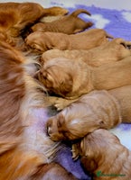 Golden Retriever dogs - Advert 4
