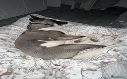 Huskita dogs for sale: 2 year old huskita - Image 11