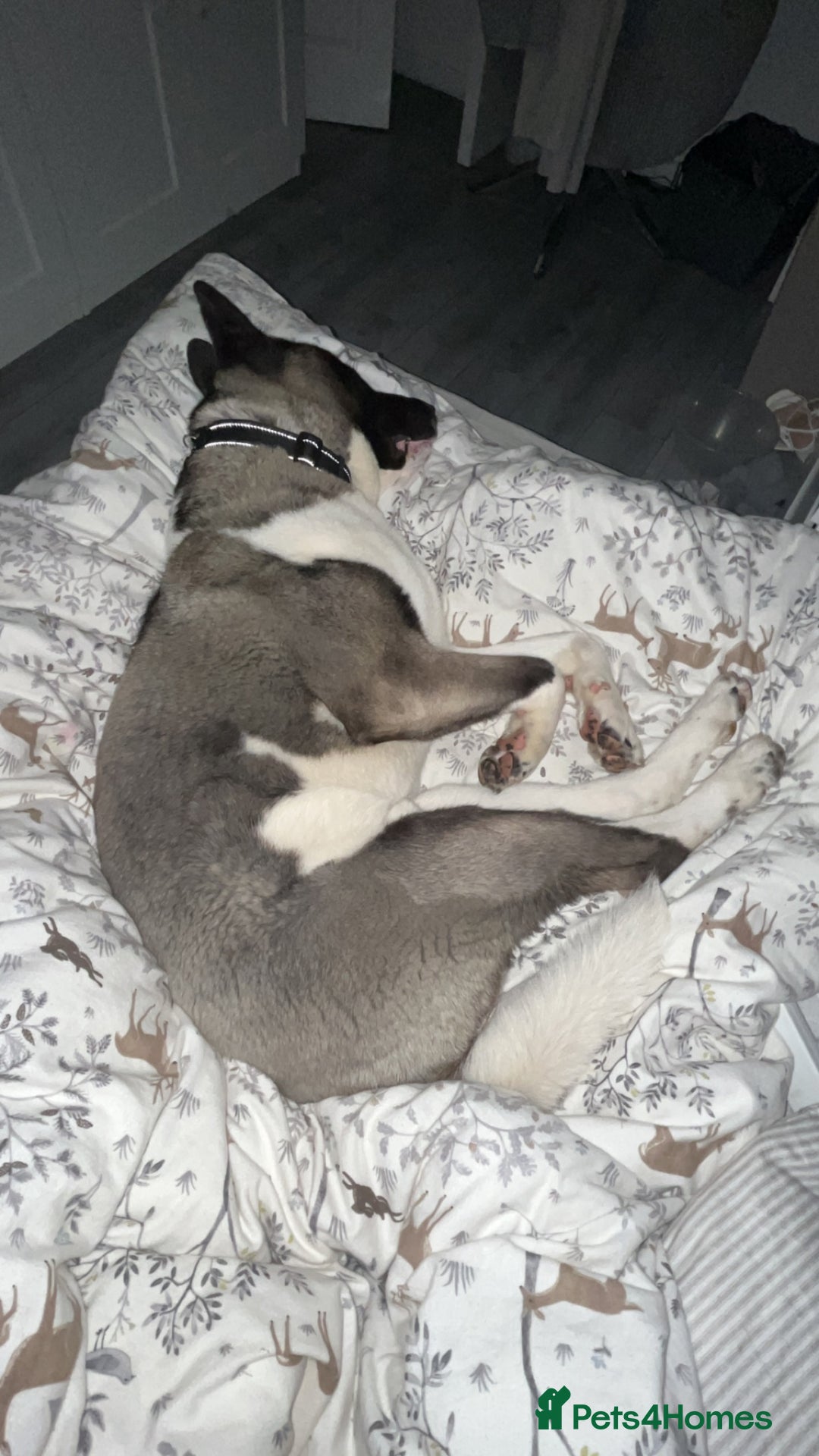 Huskita dogs for sale: 2 year old huskita - Image 11