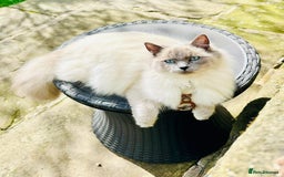 Ragdoll cats for sale: Half Ragdoll Kittens - Image 11