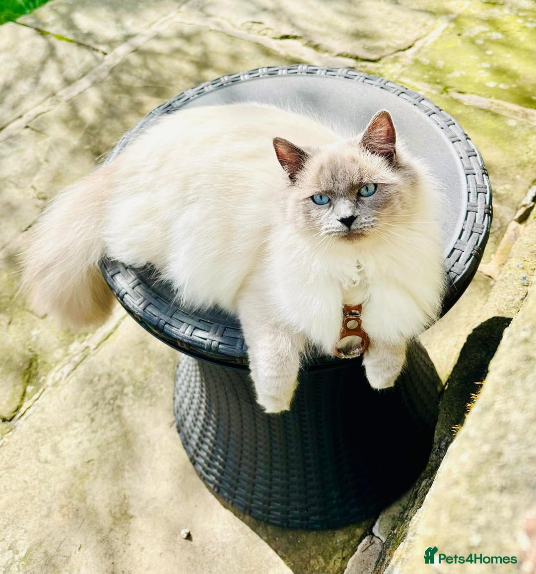 Ragdoll cats for sale: Half Ragdoll Kittens - Image 11