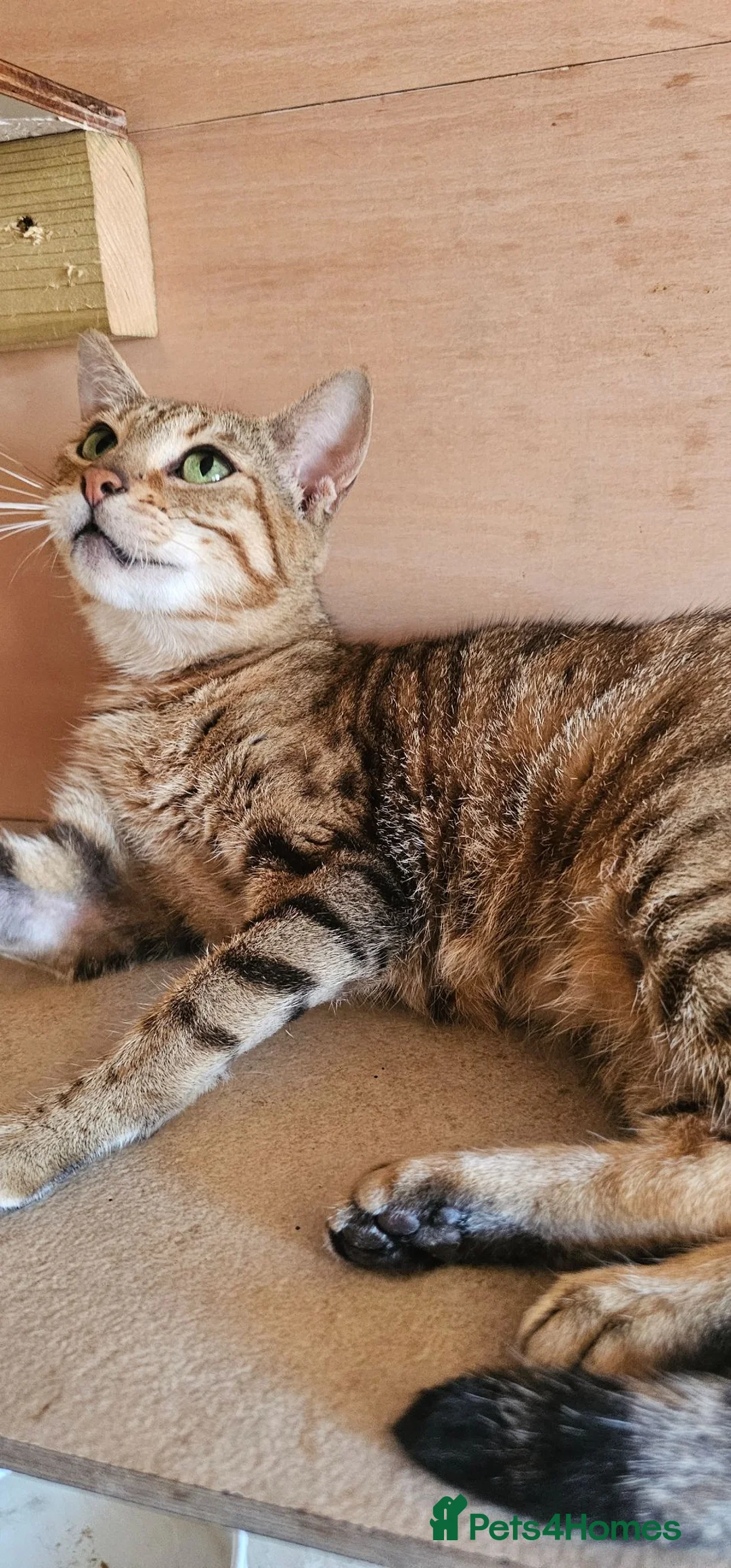 Mixed Breed cats for sale: Bengal x Scottish fold female kitten - Advert 6
