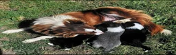 Border Collie dogs for sale: KC registered border collie puppies  - Advert 2