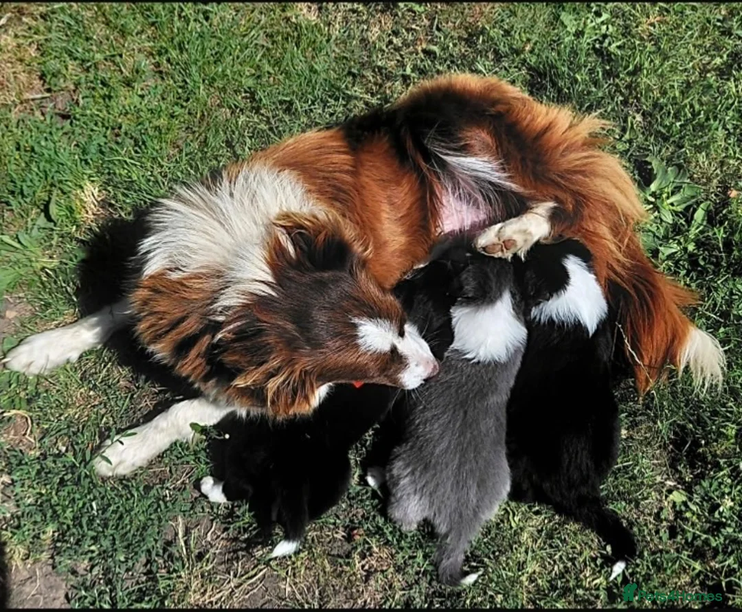 Border Collie dogs for sale: KC registered border collie puppies  - Advert 2