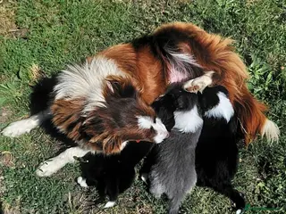 Border Collie dogs KC registered border collie puppies - Advert 2