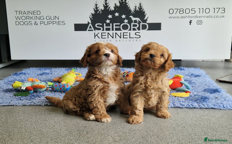 Cavapoo dogs 💥FULL H/TESTED F1 CAVAPOO PUPPIES FOR SALE 💥 - Advert 2