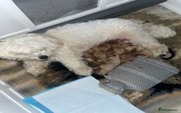 Mixed Breed dogs for sale: Cavapoochon  - Image 4