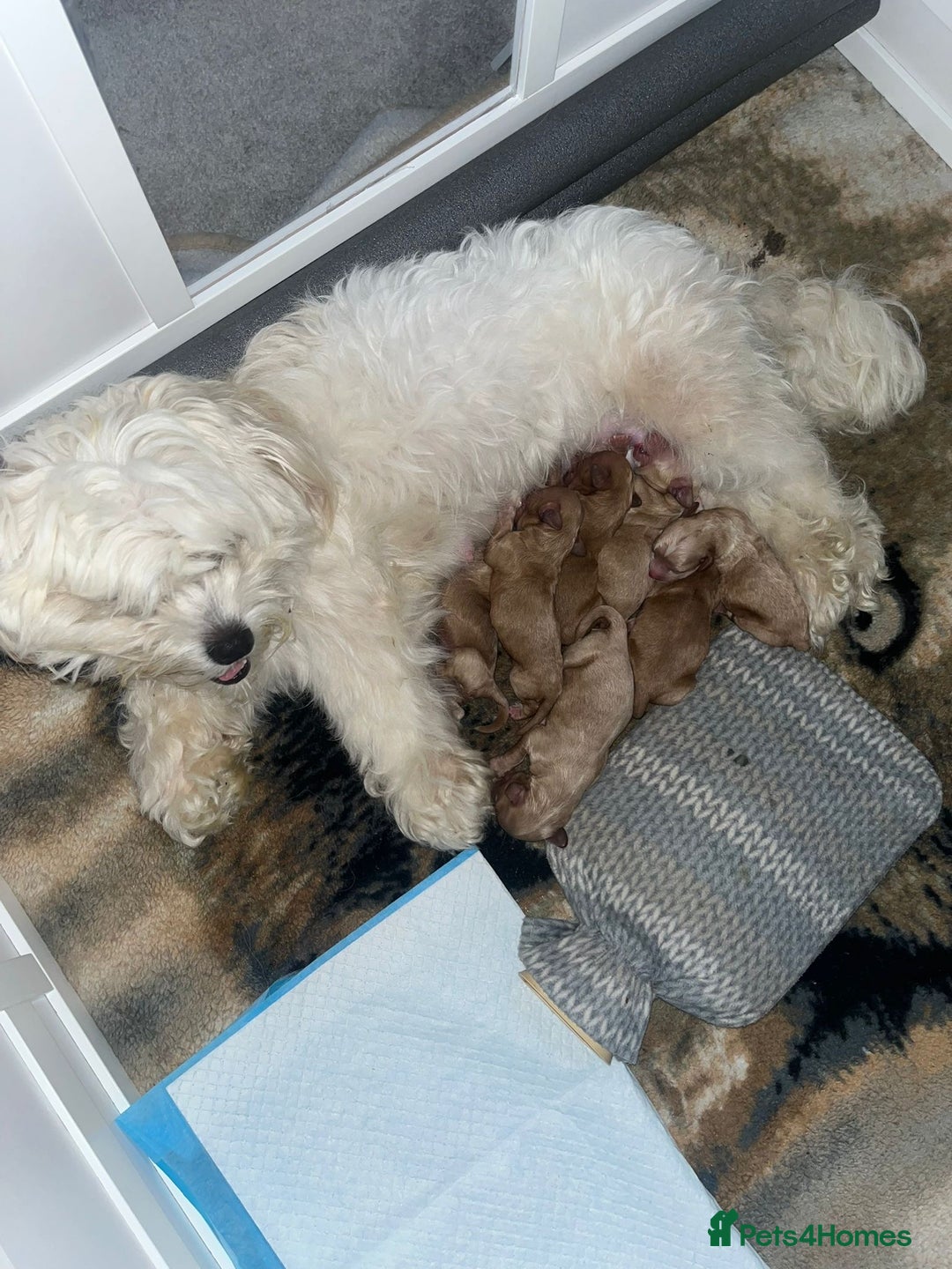 Mixed Breed dogs for sale: Cavapoochon  - Image 4