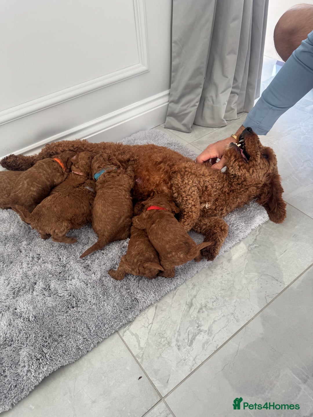 Cockapoo dogs for sale: ✨ Stunning F1b Cockerpoo Puppies Available ✨ - Advert 18