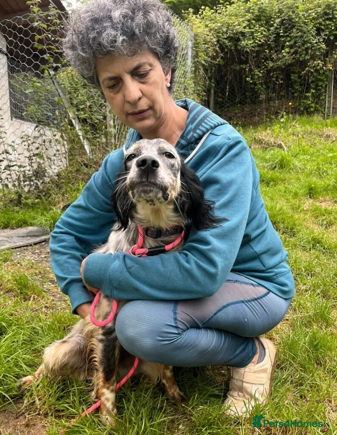 English Setter dogs for adoption: Tala  in Preston - Advert 8