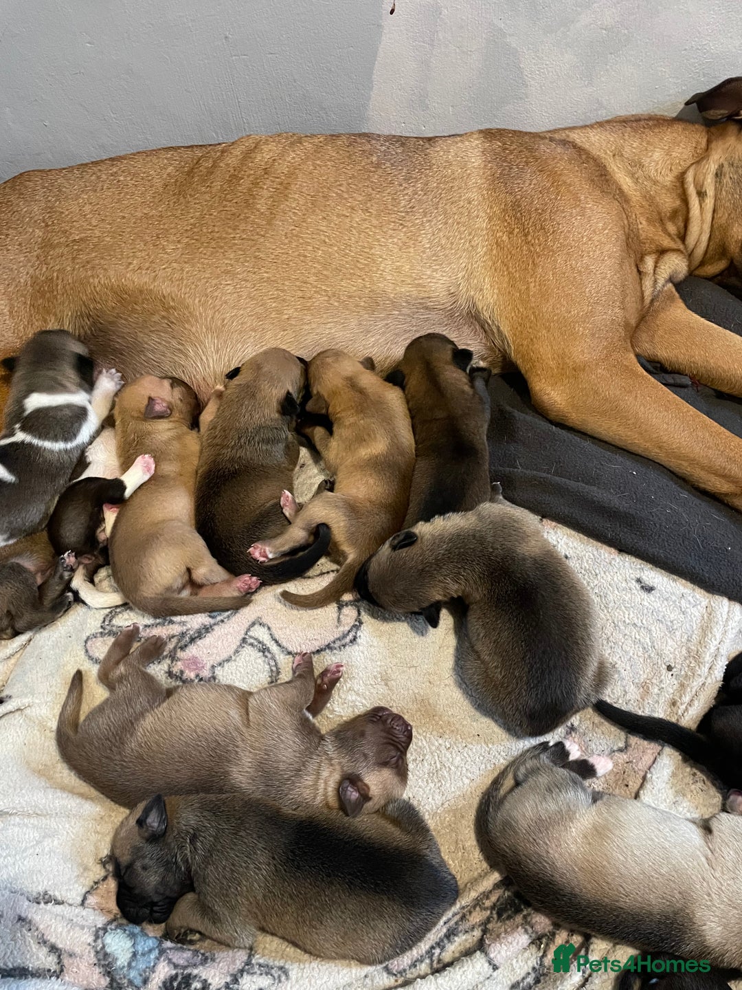 Mixed Breed dogs for sale: Bullsky puppies  - Advert 10