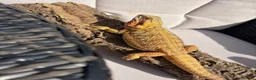 Bearded Dragon reptiles for sale: Bearded dragon  in Maidstone - Advert 2