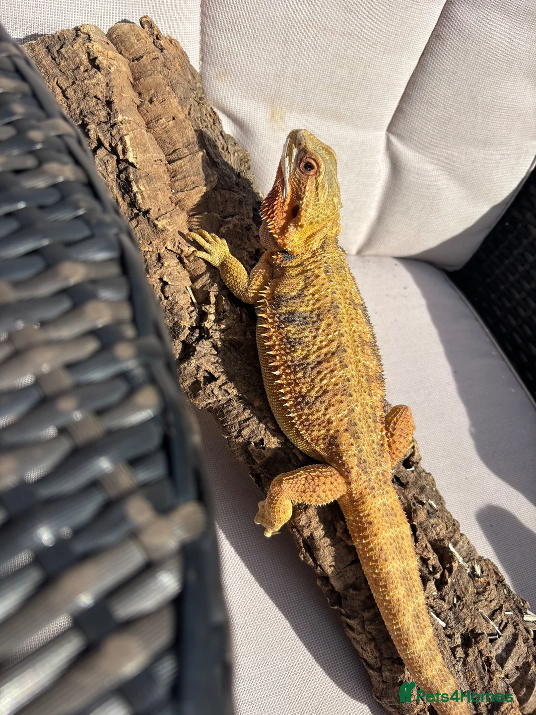 Bearded Dragon reptiles for sale: Bearded dragon  in Maidstone - Advert 2