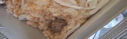 Hamster rodents for sale: Hamster  in Manchester - Advert 4