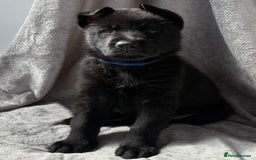 German Shepherd dogs for sale: Exceptional KC Reg DDR GSD Puppies Rare Bloodlines - Image 17
