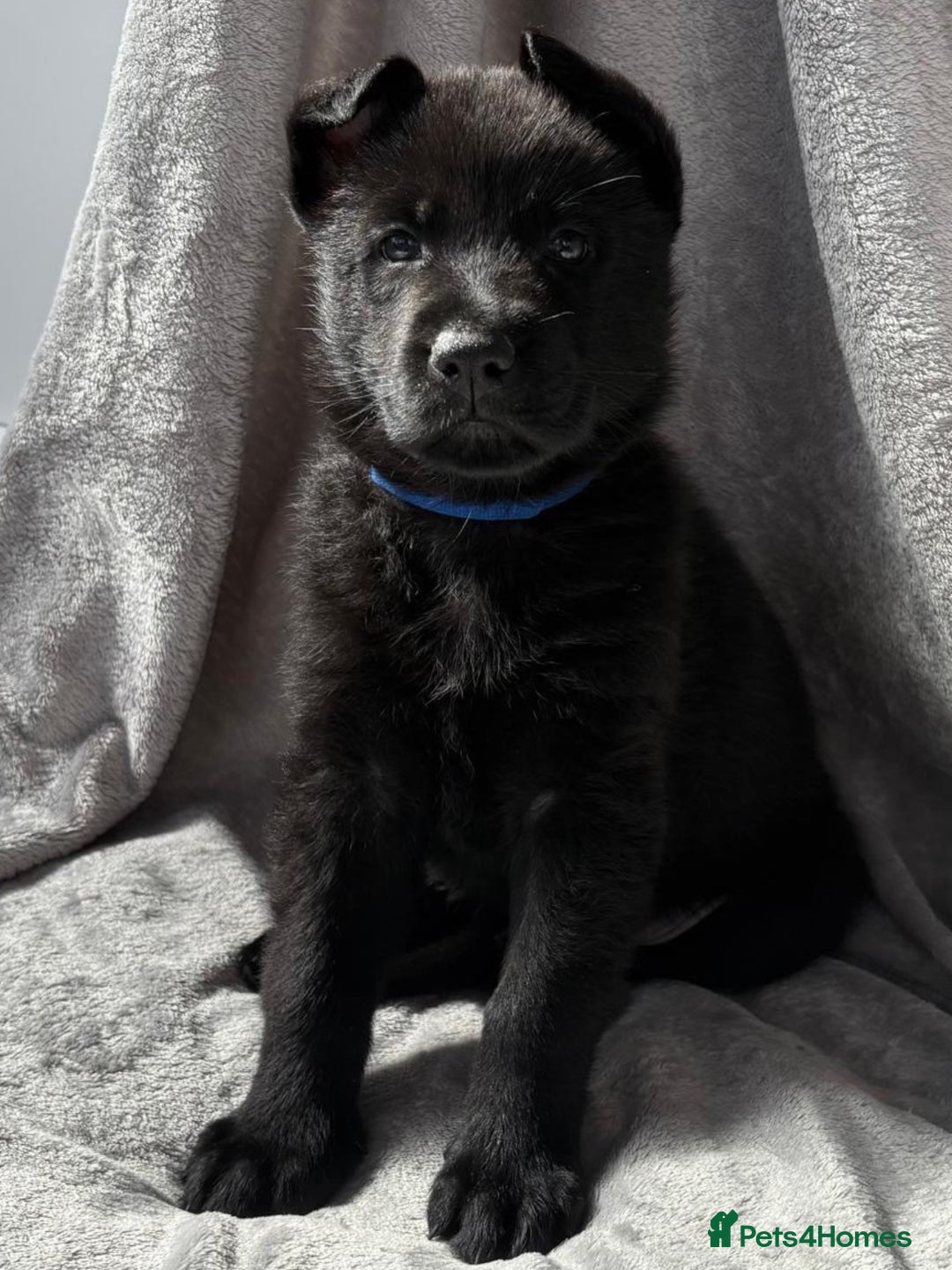 German Shepherd dogs for sale: Exceptional KC Reg DDR GSD Puppies Rare Bloodlines - Image 17