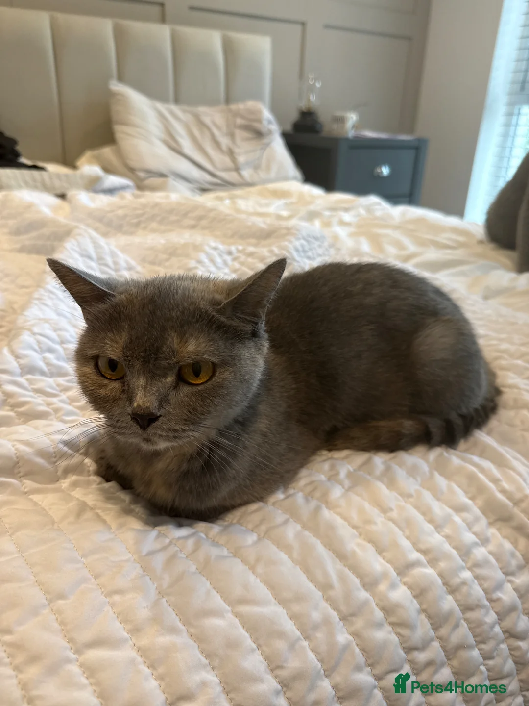 Mixed Breed cats for sale: Beautiful Kittens for Sale - Advert 15