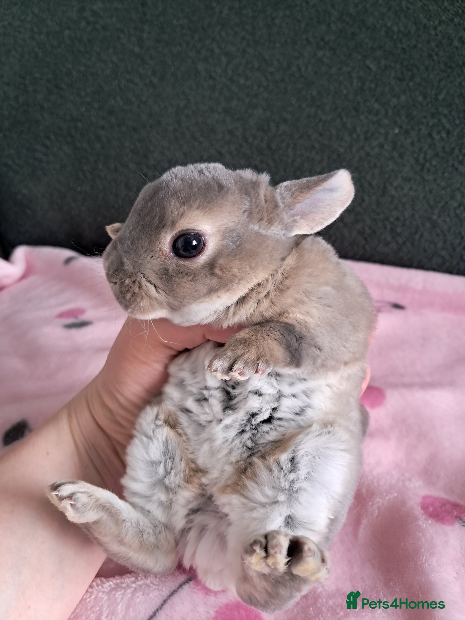 Rex rabbits Pure breed mini rex - Advert 2
