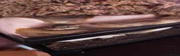 Python Snake reptiles for sale: Enchi Pied royal python  - Advert 2