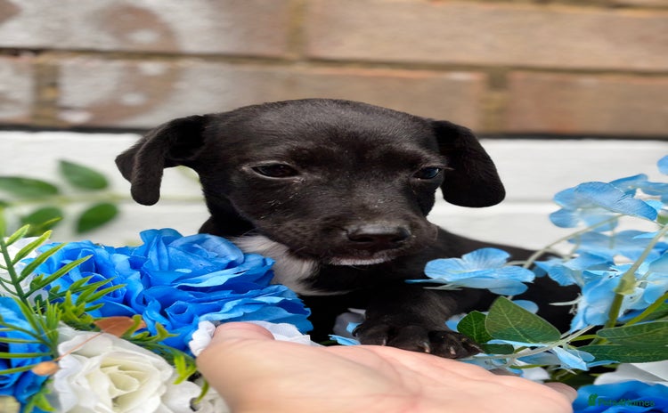 Patterjack dogs - Advert 2