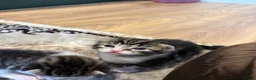 American Shorthair cats for sale: 4 Beautiful American Shorthair Kittens  - Advert 15