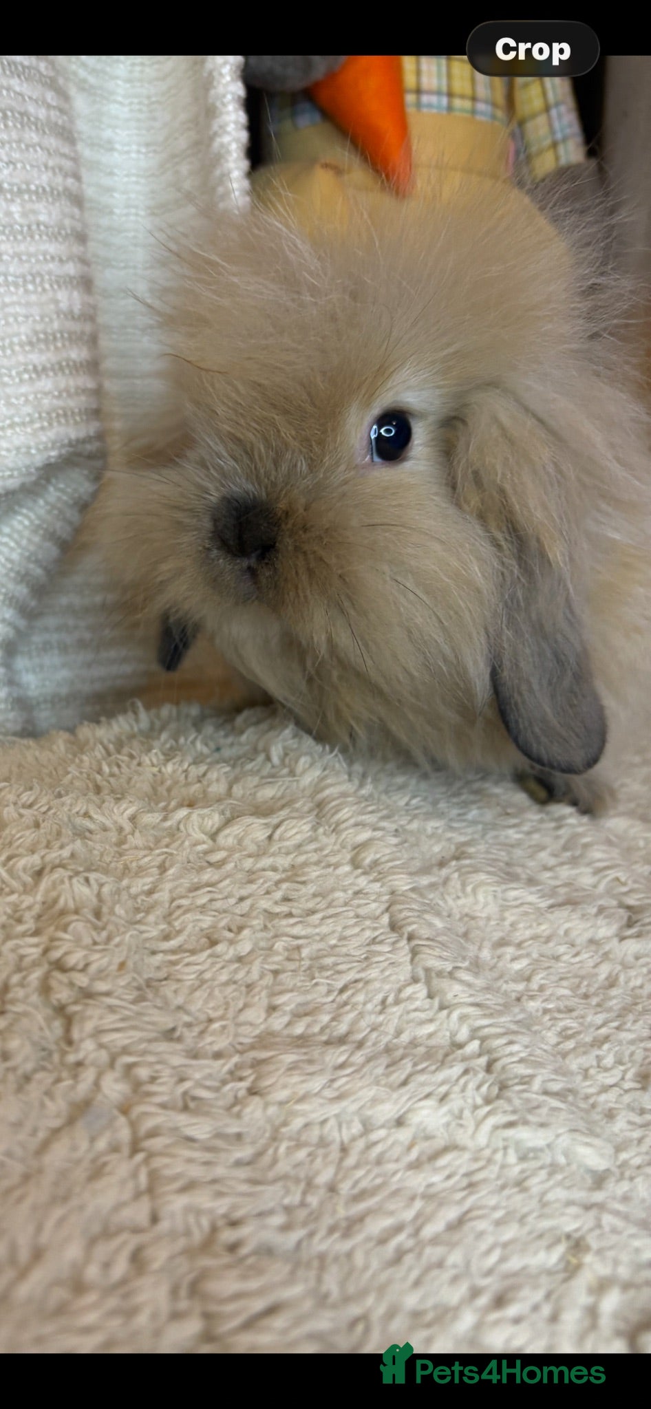 Mini Lion Lop rabbits Fluffy mini lion lop baby bunny rabbits  - Advert 1