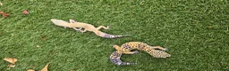 Leopard Gecko reptiles for sale: Leopard Geckos in Kingston upon Thames - Advert 9