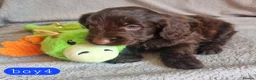 Cockapoo dogs for sale: Cockapoo Merle Puppies  - Advert 18