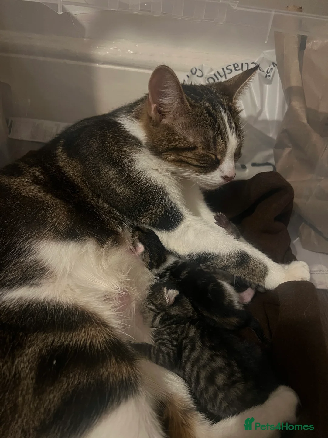 Mixed Breed cats for sale: Two 18weeks old Kittens ready for forever homes  - Advert 2