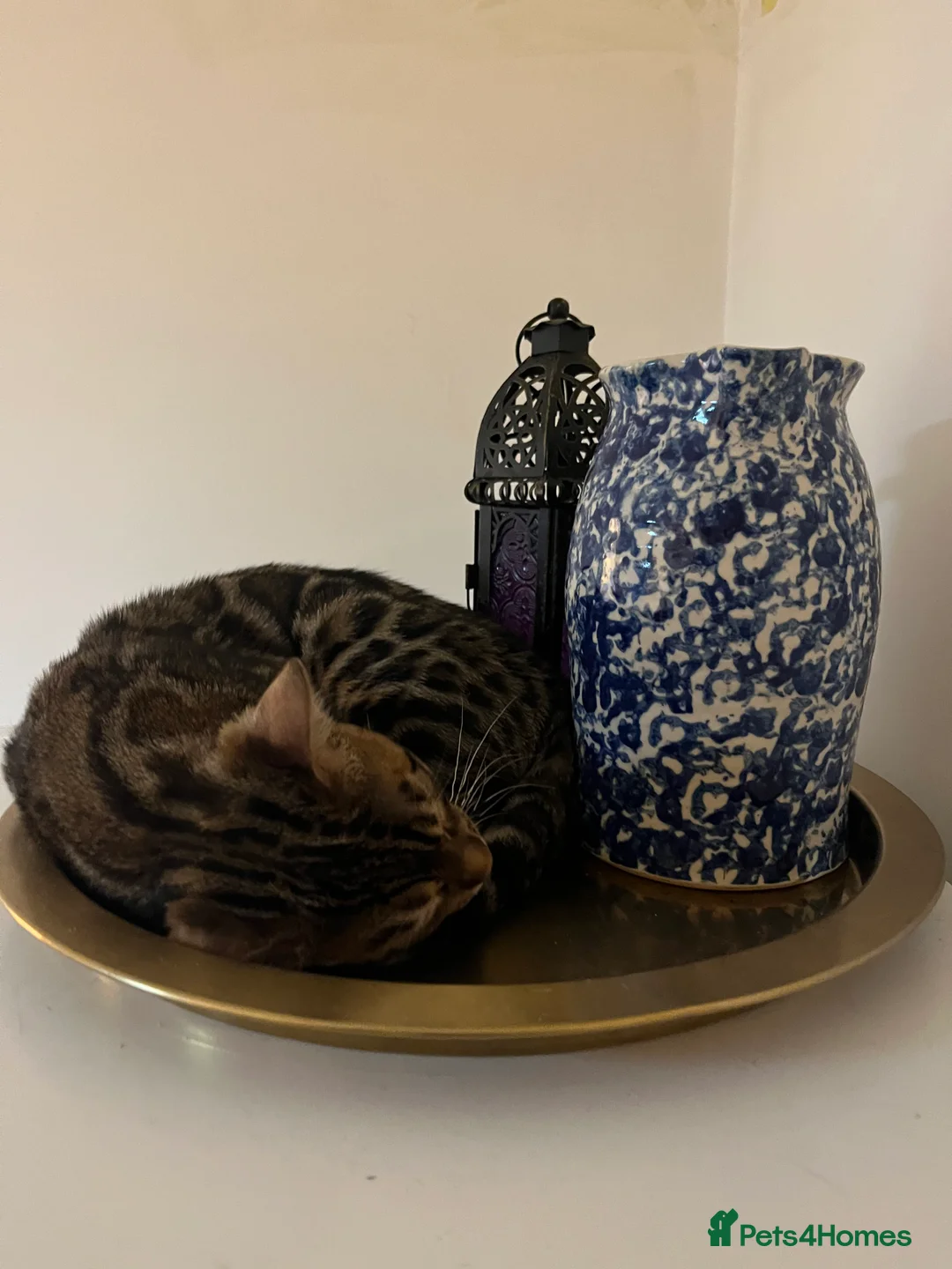 Bengal cats for sale: Bengal cat - Advert 4