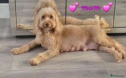 Cockapoo dogs for sale: Reduced!! Stunning F1B Toy Cockapoo Puppies  - Image 16