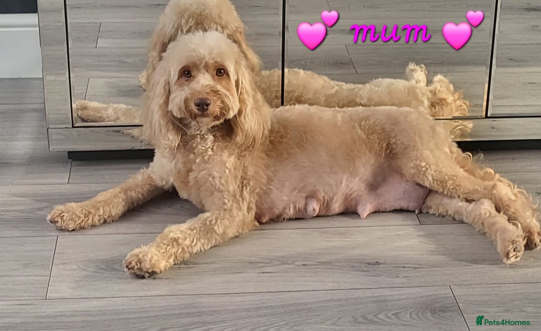 Cockapoo dogs for sale: Reduced!! Stunning F1B Toy Cockapoo Puppies  - Image 16