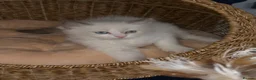 Ragdoll cats for sale: Beautiful TICA Registered Ragdoll Kittens 🩵 - Advert 13