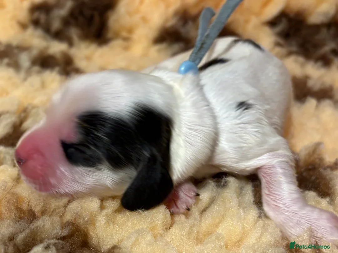 Cocker Spaniel dogs for sale: Perfect puppies bred for health & temperament - Advert 18