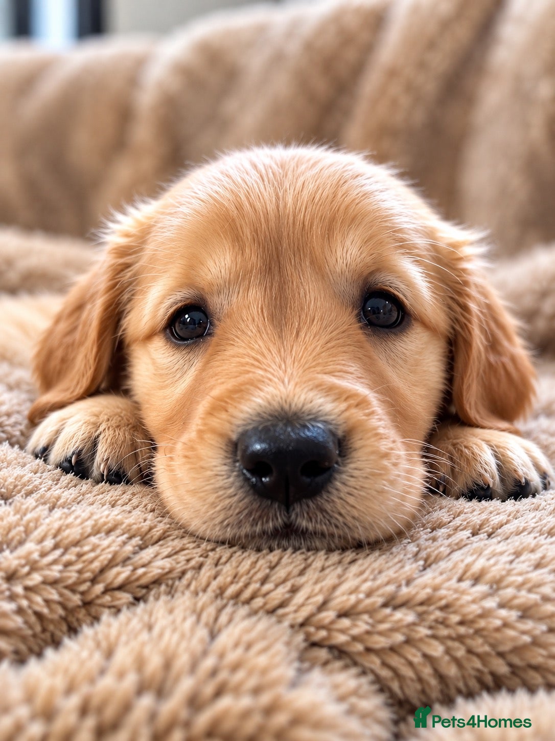 Golden Retriever dogs Beautiful KC Golden Retrievers  - Advert 2