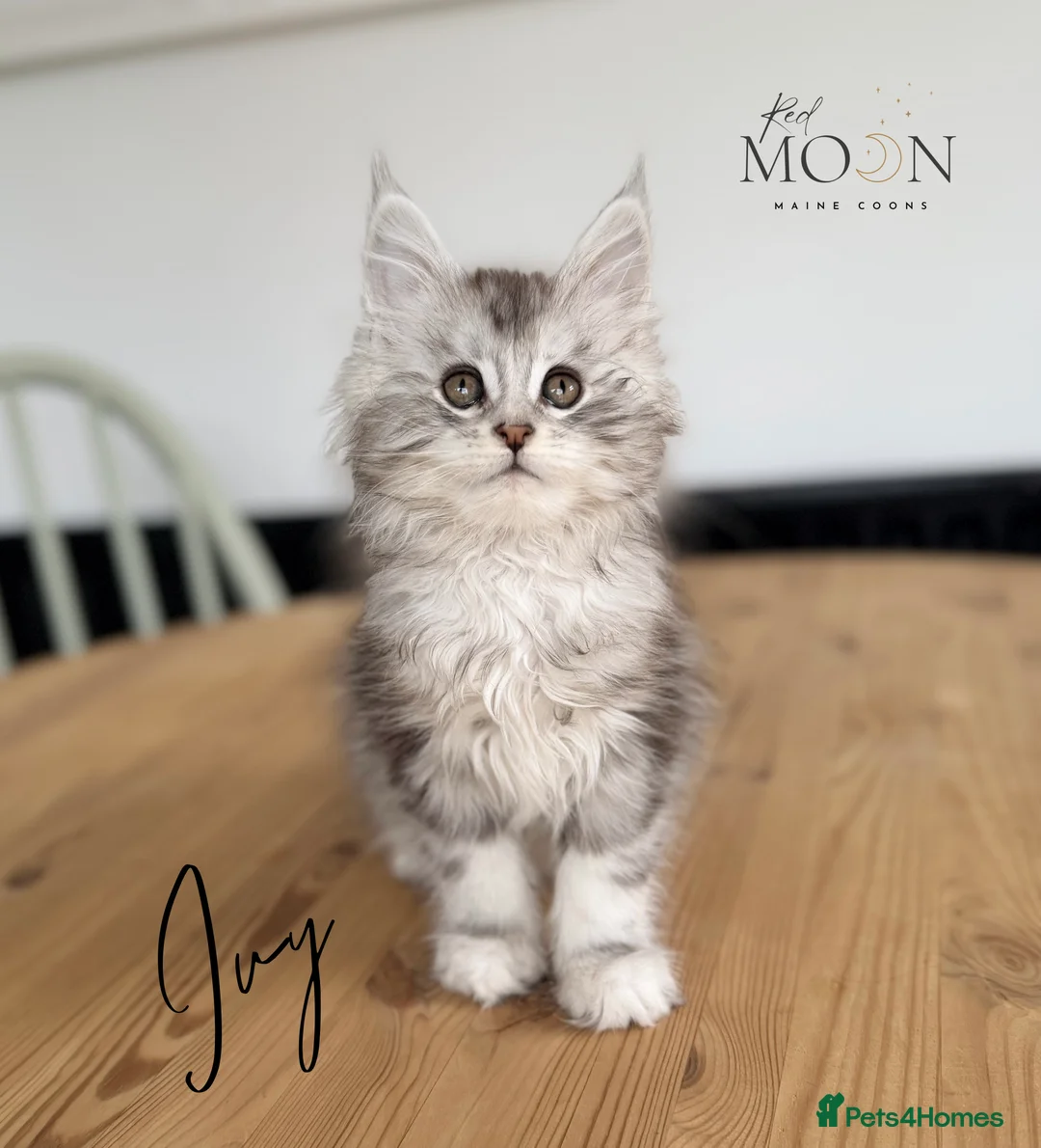 Maine Coon cats for sale: Last 2 female Maine Coon kittens - Advert 10
