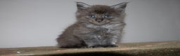 Maine Coon cats for sale: Gorgeous TICA-Registered Maine Coon Kittens! - Advert 28