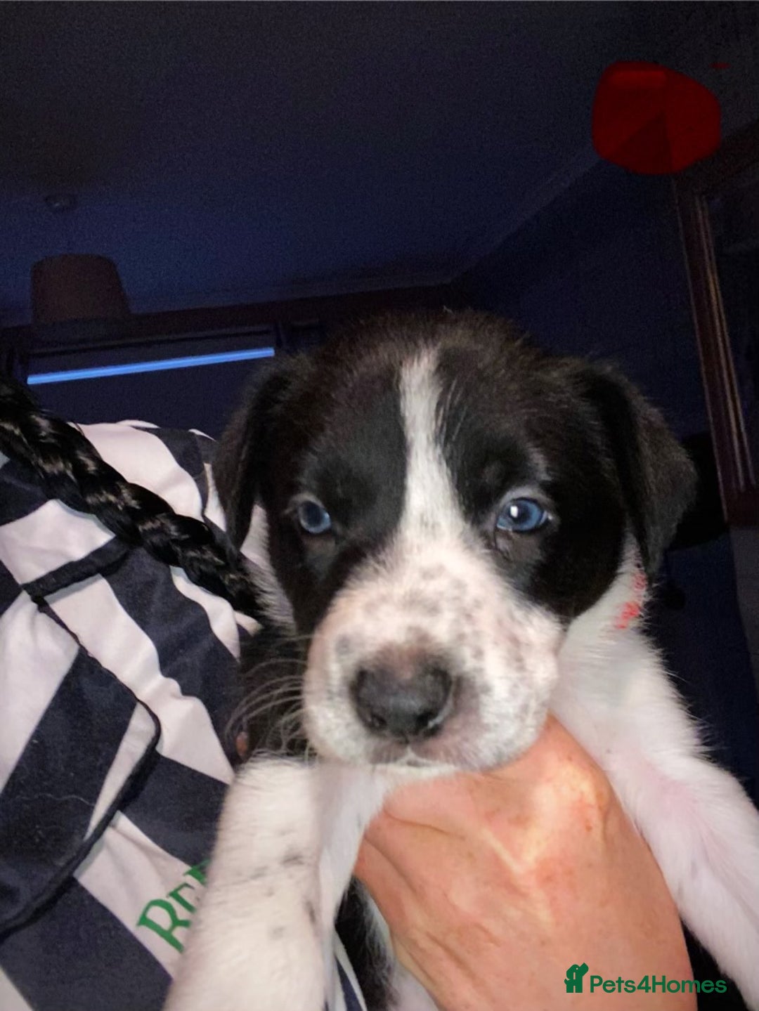 Border Collie dogs for sale: 7 border collie pups - Image 6