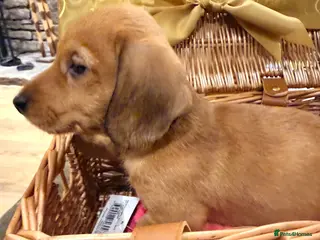 Dachshund dogs Miniature Silky Dachshund - Advert 6