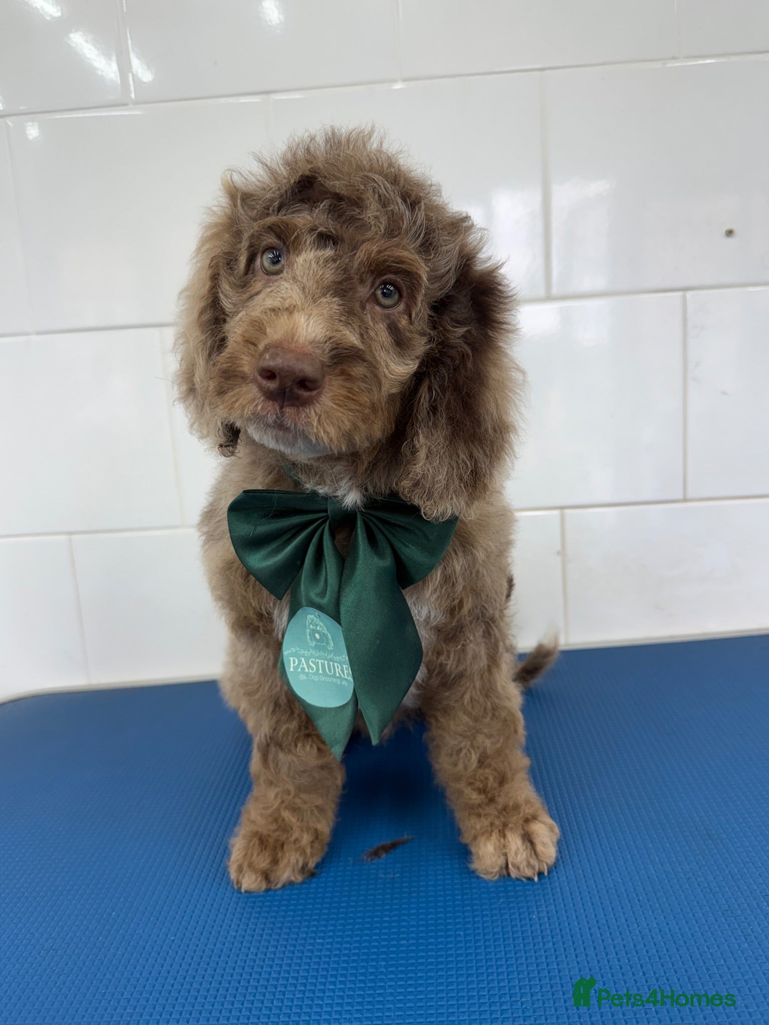 Cockapoo dogs ***Reduced*** the last 3 Cockapoo babies  - Advert 1