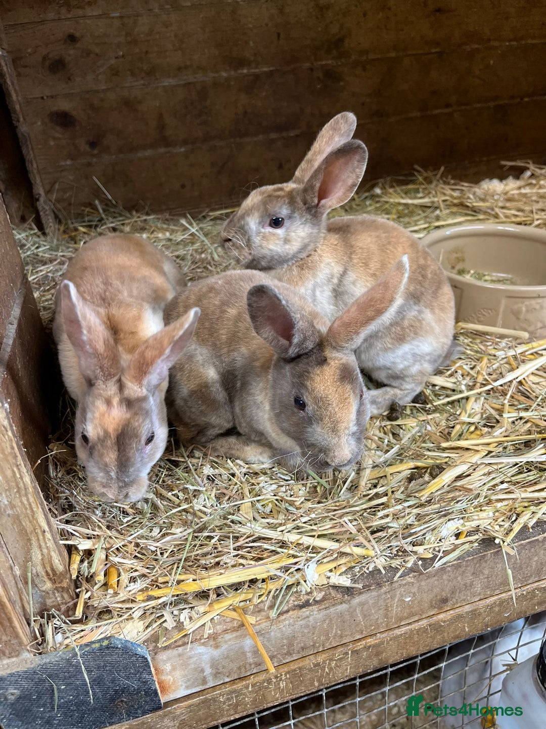 Rex rabbits for sale: 3 Mini rex  - Advert 4