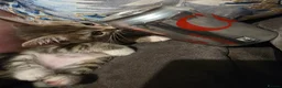 Mixed Breed cats for sale: Kittens  - Advert 6