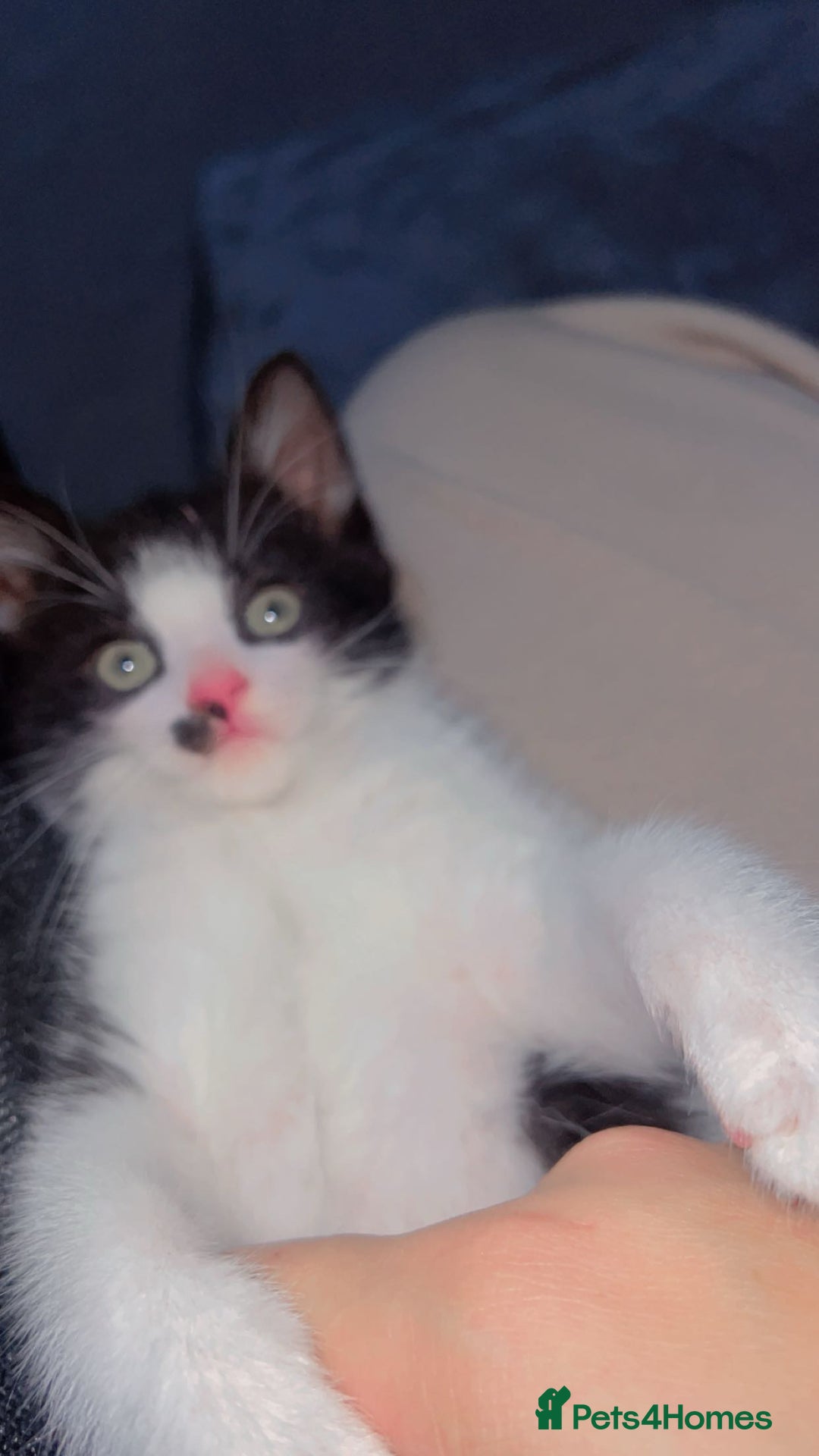 British Shorthair cats for sale: 11 Week Old Male Kitten Black & White Shorthair - Advert 2